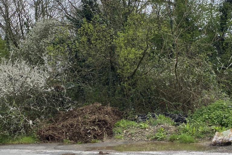 green trees in country lane