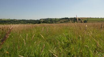 Close up of grassland in field with fields on hill in distance